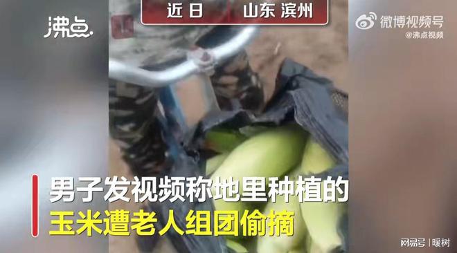 没人能管了？男子：玉米遭老人组团偷摘，拿集市卖或回家喂牲口！