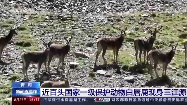 近百头一级保护动物白唇鹿现身三江源