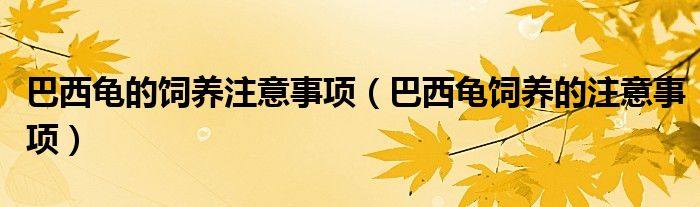 巴西龟的饲养注意事项（巴西龟饲养的注意事项）