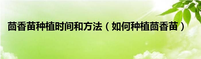 茴香苗种植时间和方法（如何种植茴香苗）