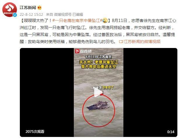 一只老鹰在南京中暑坠江 网友：可怜 穿了一身羽绒服