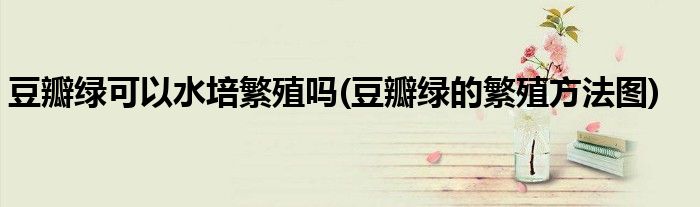 豆瓣绿可以水培繁殖吗(豆瓣绿的繁殖方法图)