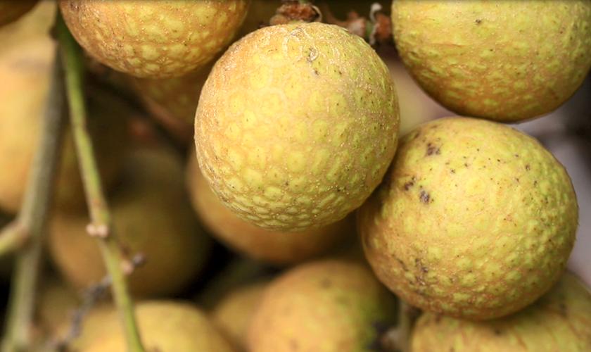 世界上个龙眼与荔枝杂交的“脆蜜”新品种在从化诞生了！