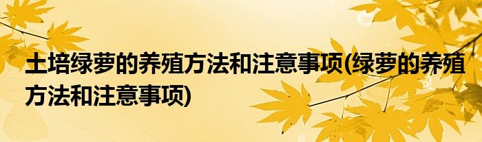 土培绿萝的养殖方法和注意事项(绿萝的养殖方法和注意事项)