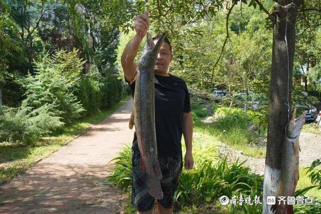 “怪鱼”鳄雀鳝现身多地！青岛一小区人工湖内捕获2条，银川也有人目击