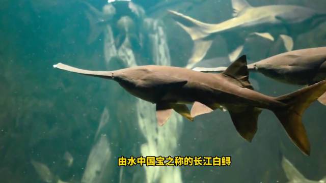价格猛涨！这条鱼价格即将起飞？中国仍是全球这条鱼的更大消费市场