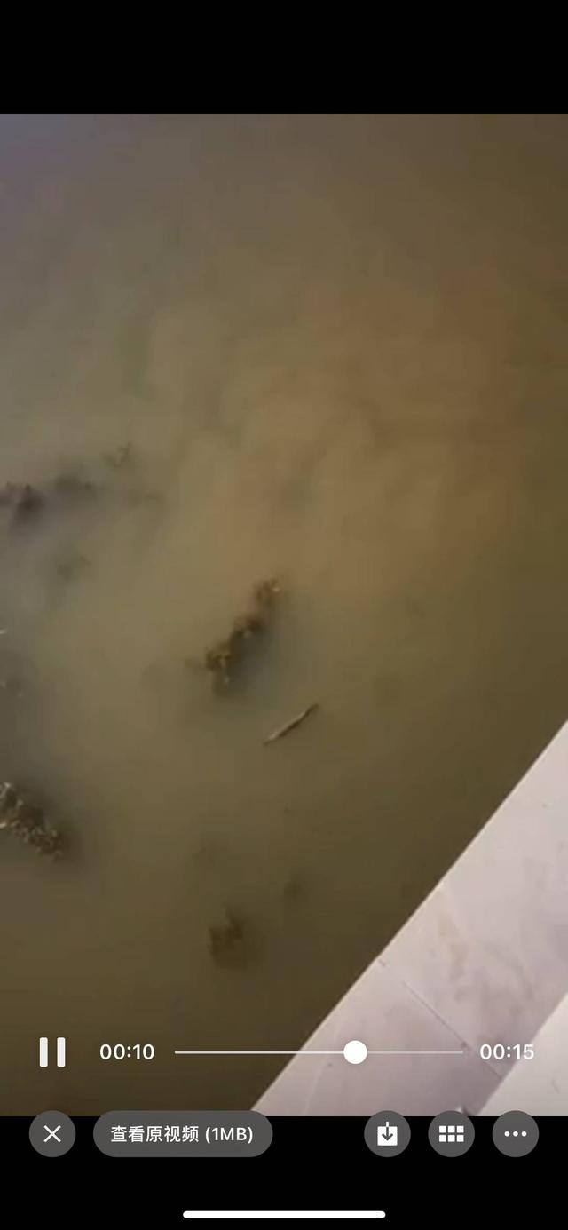 又是“怪鱼”？宁夏银川再现鳄雀鳝踪迹 目击者：体长六七十公分 当地农业农村局已介入