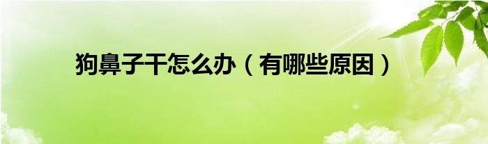 狗鼻子干怎么办（有哪些原因）