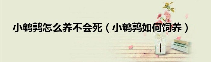小鹌鹑怎么养不会死（小鹌鹑如何饲养）