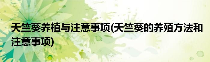 天竺葵养植与注意事项(天竺葵的养殖方法和注意事项)