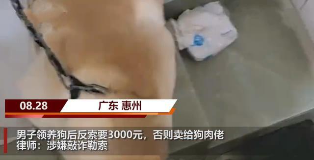奇葩！男子领养狗后向主人索要3000元，不给就把狗卖给狗肉店！