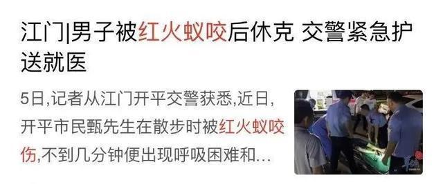 小心，深圳多地出现“夺命蚁”