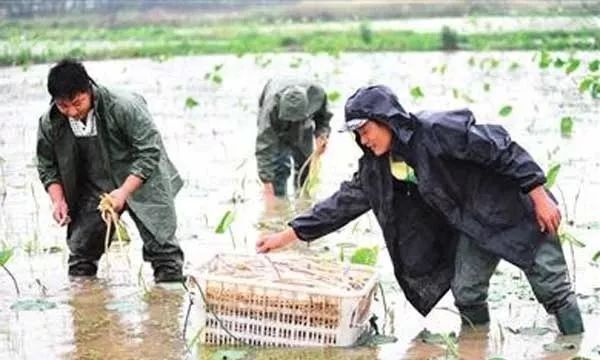80后农民藕田套养小龙虾年入40来万，他的成功绝招已公布！