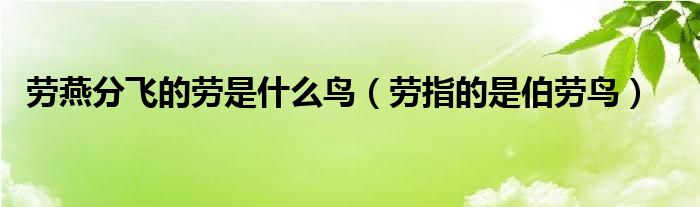 劳燕分飞的劳是什么鸟（劳指的是伯劳鸟）