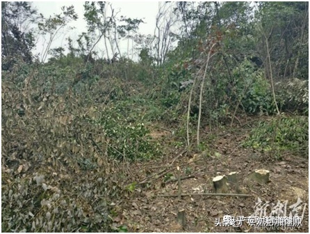 学术||采摘“水母雪兔子”，涉嫌环境犯罪？