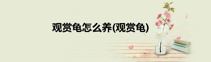 观赏龟怎么养(观赏龟)