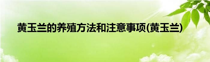 黄玉兰的养殖方法和注意事项(黄玉兰)
