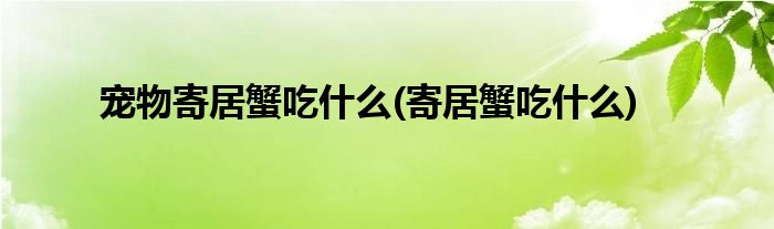 宠物寄居蟹吃什么(寄居蟹吃什么)