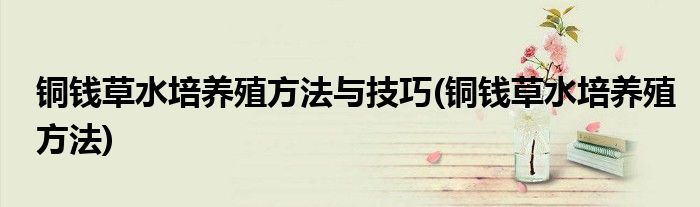 铜钱草水培养殖方法与技巧(铜钱草水培养殖方法)