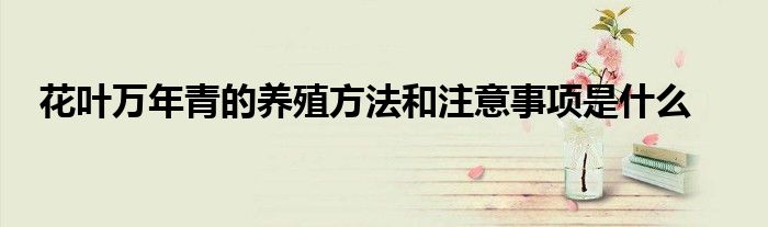 花叶万年青的养殖方法和注意事项是什么