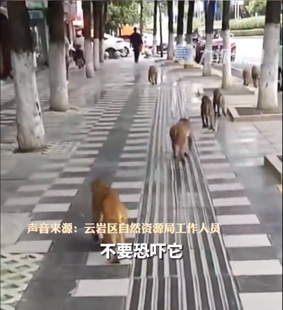 黔灵山公园猕猴窜入小区觅食，官方：正采取措施诱导猕猴归园