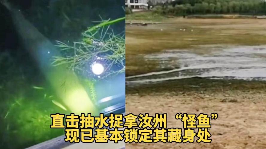 河南汝州惊现一米多巨型“怪鱼”，抽干湖水打捞？