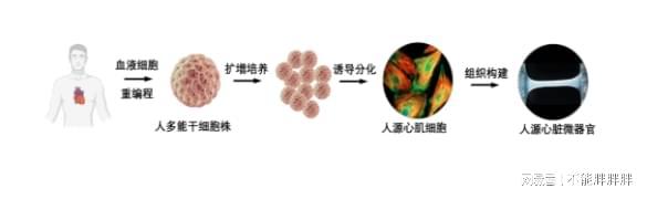 默克生命科学 | 快速构建人源心脏微组织，助力药物研发