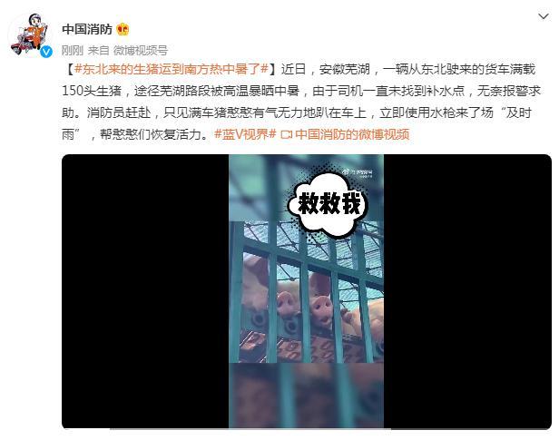 东北来的生猪运到南方热中暑了，网友：猪长这么大还没遭过这种罪