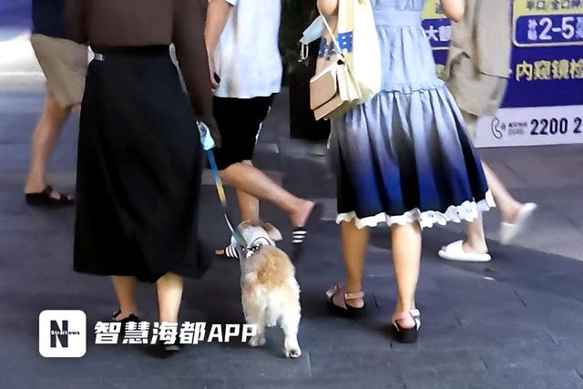 在泉州不牵绳遛狗，更高可罚500元！但记者走访发现……