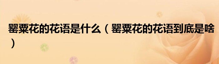 罂粟花的花语是什么（罂粟花的花语到底是啥）
