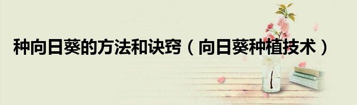 种向日葵的方法和诀窍（向日葵种植技术）