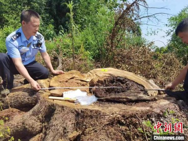 长沙警方侦破部督危害重点保护植物案 查明涉案古树43株