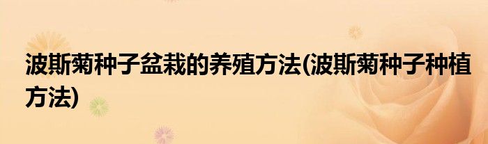 波斯菊种子盆栽的养殖方法(波斯菊种子种植方法)