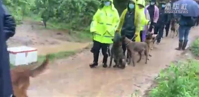 20多只搜救犬在东航空难现场搜救，专业人士：主要是寻找遇难者
