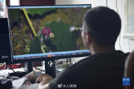 极度濒危植物尖齿卫矛隐世百年再现
