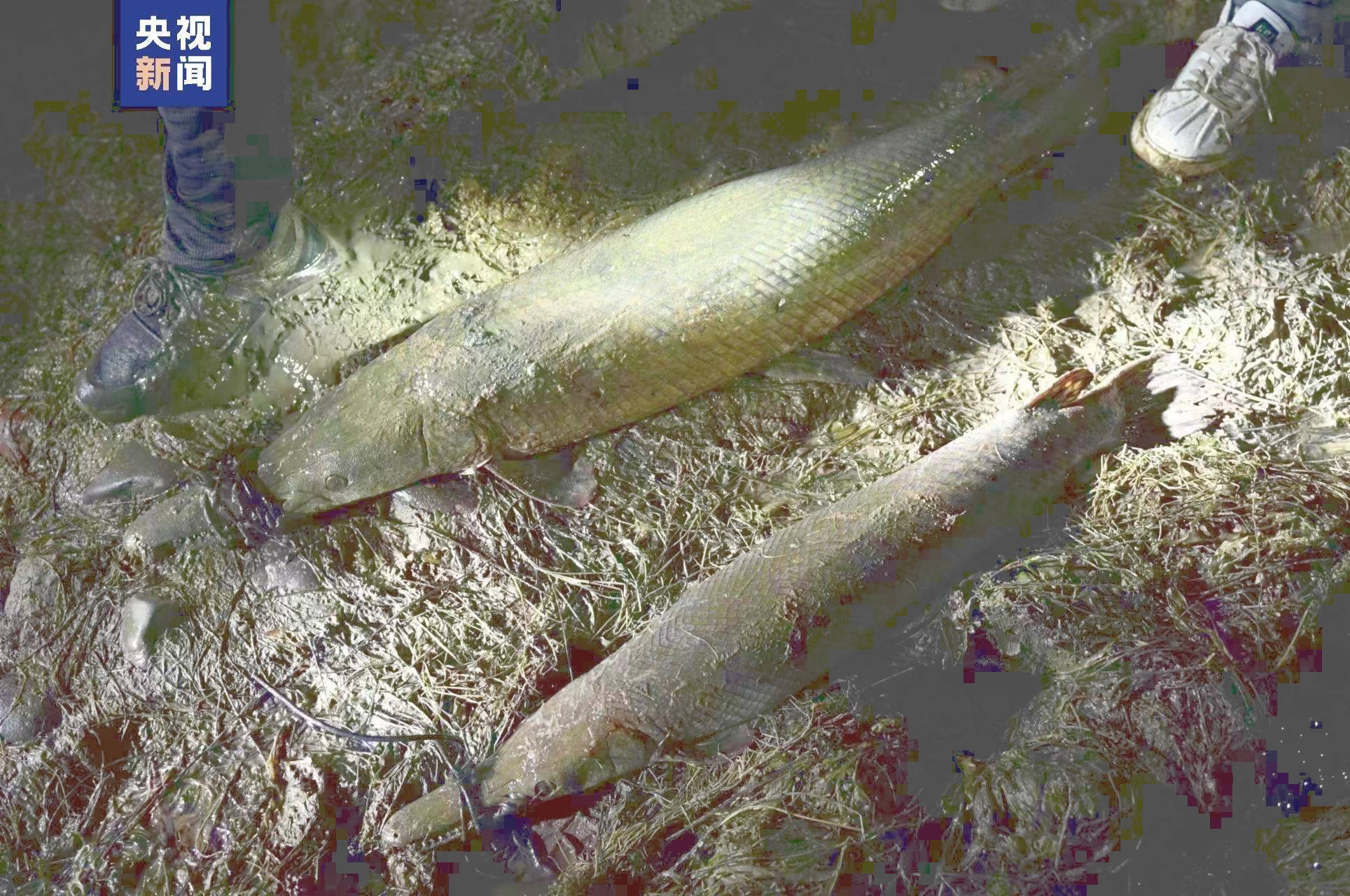 多地发现“怪鱼”鳄雀鳝，多分布在小区公园等地，曾有孩子及鱼类被咬伤