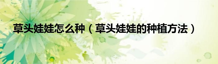 草头娃娃怎么种（草头娃娃的种植方法）