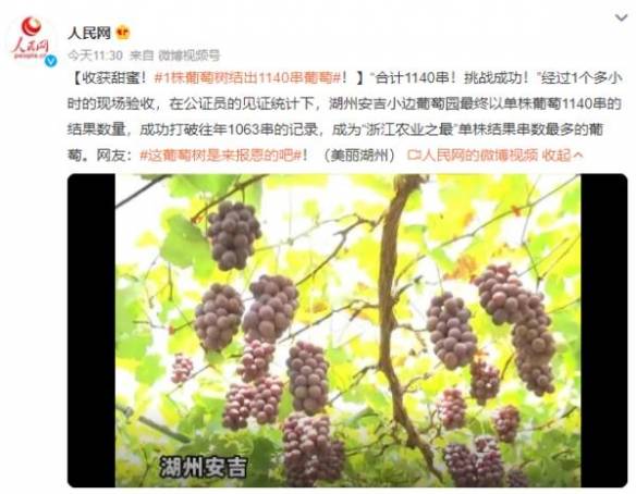 1株葡萄树结出1140串葡萄破纪录 名副其实“葡萄王”