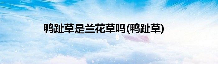 鸭趾草是兰花草吗(鸭趾草)
