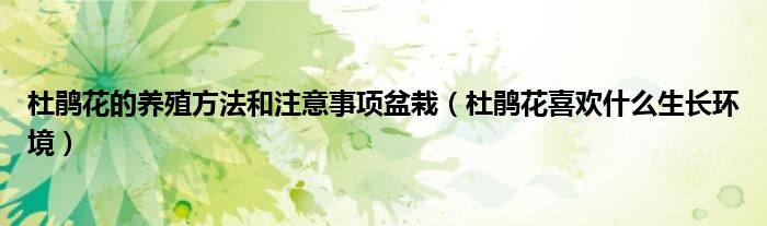 杜鹃花的养殖方法和注意事项盆栽（杜鹃花喜欢什么生长环境）