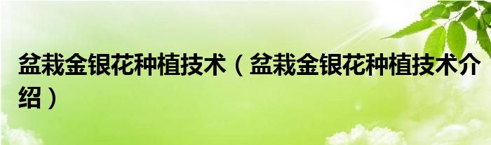 盆栽金银花种植技术（盆栽金银花种植技术介绍）