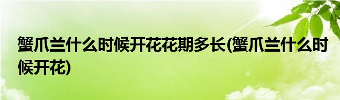 蟹爪兰什么时候开花花期多长(蟹爪兰什么时候开花)