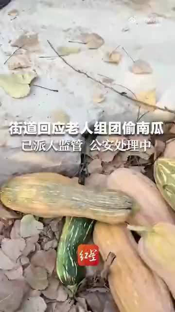 湖北武汉：老人组团偷南瓜，律师说不拘留可罚款