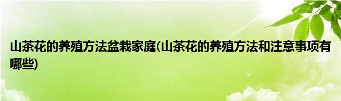 山茶花的养殖方法盆栽家庭(山茶花的养殖方法和注意事项有哪些)