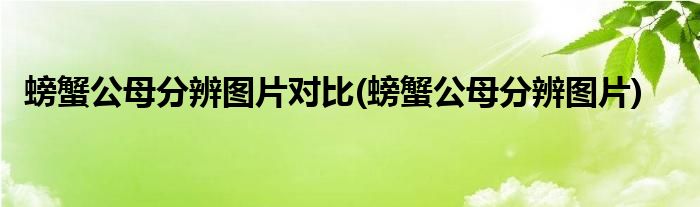 螃蟹公母分辨图片对比(螃蟹公母分辨图片)