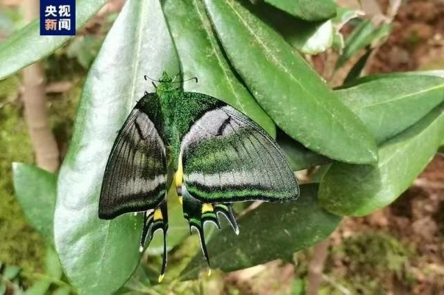 “蝶中皇后”成功育出昆虫界的“大熊猫”
