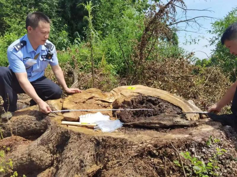 湘赣两省35株古树遭毒害，警方抓获20人