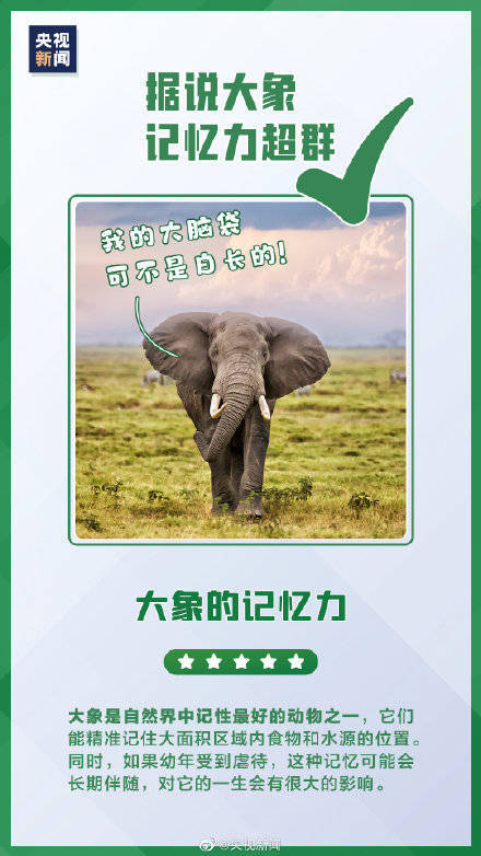 原来大象害怕小蜜蜂