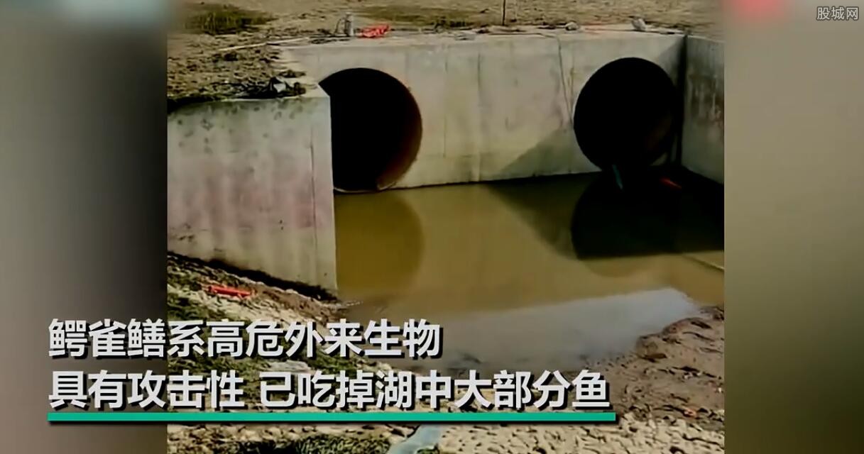 河南汝州怪鱼抓到了吗 事件后续结果已经发现怪鱼隐藏地