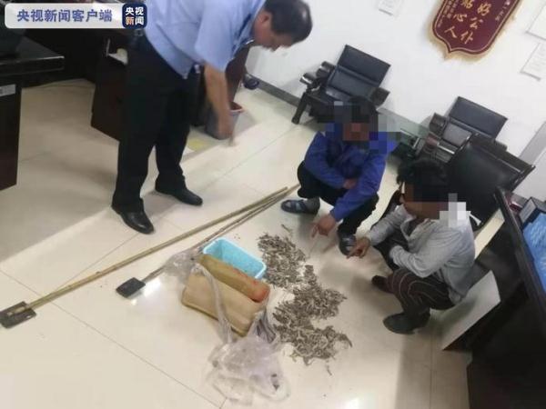 抓一只就违法！两男子捕捉490只壁虎被抓获
